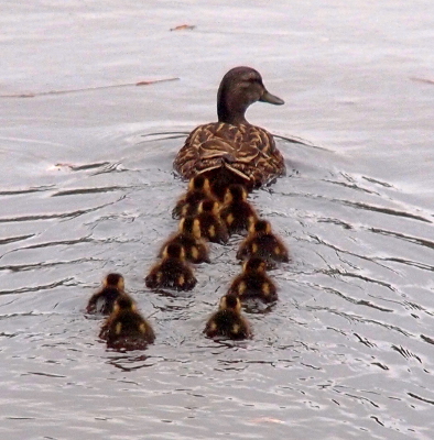 [A view of straight behind Mom as she swims away from the camera with ten ducklings following her. The ducklings are mostly in two colums athough the one column is a little wiggly at the tail end.]
